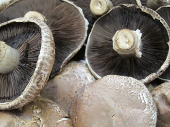 Van---B---Market-Mushrooms
