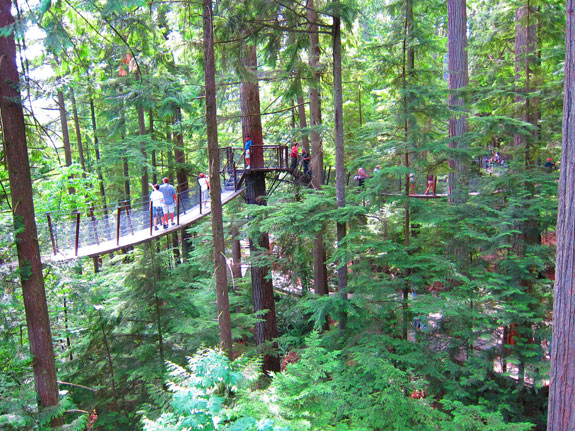 Van-B---Treehouse-Walk