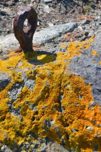 Lichen and iron fitting