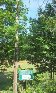 First pole in NH for Rural Electrification.