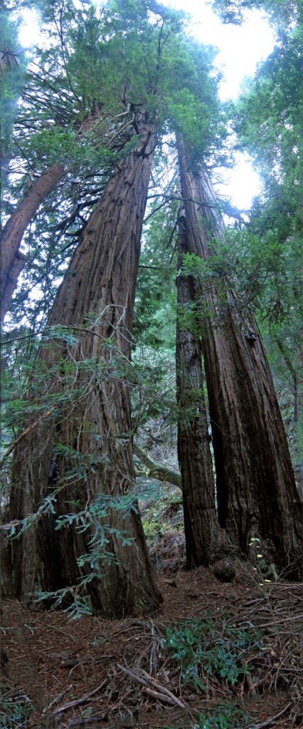 redwoods-are-tall